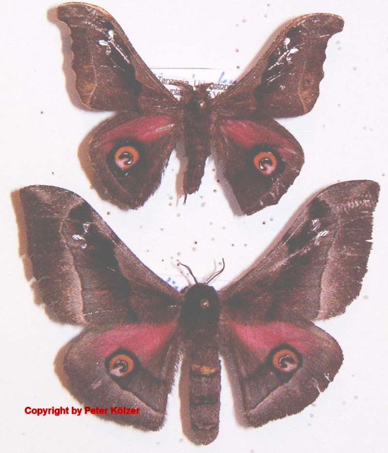 SATURNIIDAE World Homepage für den Saturniidenfreund